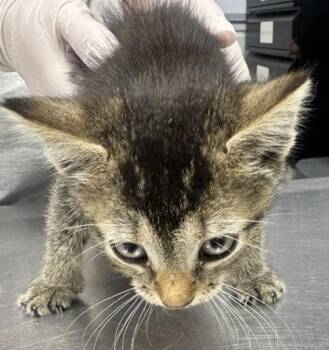 Sunny -  Domestic Short Hair Cat for Adoption in West Chester, Pennsylvania - Sunny | PetCurious