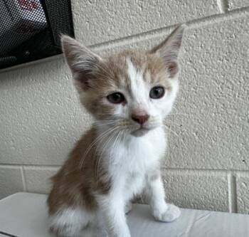 Sergio -  Domestic Short Hair Cat for Adoption in Westland, Michigan - Sergio | PetCurious