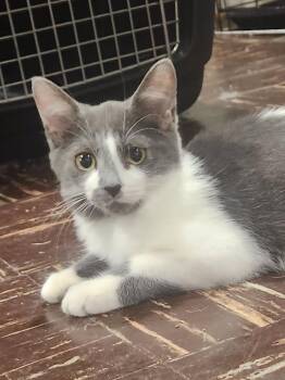 Domestic Short Hair Cats Available for Adoption - Hazel | PetCurious