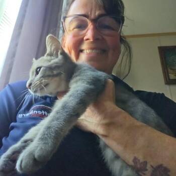 George -  Domestic Short Hair Cat for Adoption in Edwardsville, Illinois - George | PetCurious