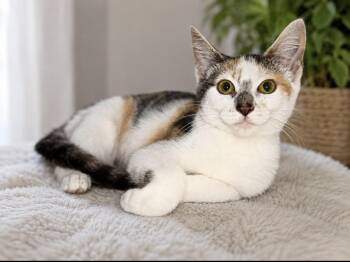 Sugar -  Domestic Short Hair Cat for Adoption in Long Beach, New York - Sugar | PetCurious