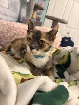 Minney -  Domestic Short Hair Cat Available for Adoption in Island Lake, Illinois - Minney | PetCurious