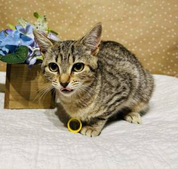 Domestic Short Hair Cats Available for Adoption in Groveland, Massachusetts - Muffin | PetCurious