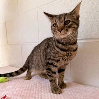 Domestic Short Hair Cats Available for Adoption in Evensville, Tennessee - Trudy | PetCurious