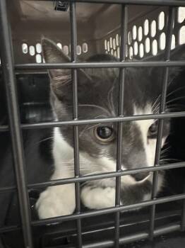 Domestic Short Hair Cats Available for Adoption - Rowan(633) | PetCurious