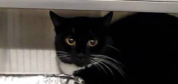 GALLARINA -  Domestic Short Hair Cat Available for Adoption in Aurora, Illinois - GALLARINA | PetCurious
