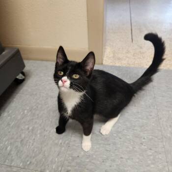 Toffee -  Domestic Short Hair Cat for Adoption in Waupun, Wisconsin - Toffee | PetCurious