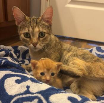 Rescue Domestic Short Hair Cats for Adoption in Byron Center, Michigan - Ariel | PetCurious