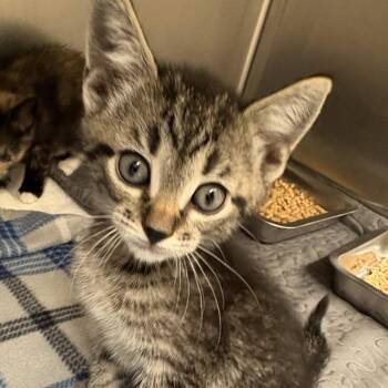 Domestic Short Hair Cats Available for Adoption in Gloucester, Virginia - Fred | PetCurious