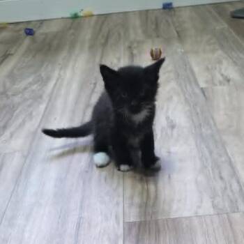 Fluffy Baby 4 -  Domestic Medium Hair Cat for Adoption in Maple Falls, Washington - Fluffy Baby 4 | PetCurious