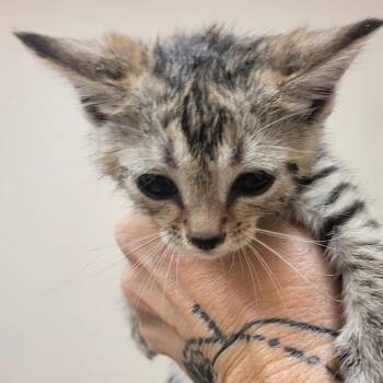Stella -  Domestic Short Hair Cat for Adoption in Lake Panasoffkee, Florida - Stella | PetCurious