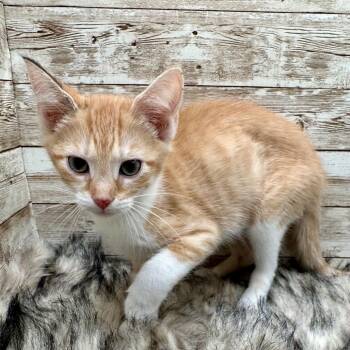 Truely -  Domestic Short Hair Cat for Adoption in Lexington, Kentucky - Truely | PetCurious