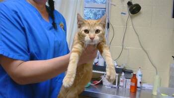 CHATTAHOOCHEE -  Domestic Short Hair Cat for Adoption in Cookeville, Tennessee - CHATTAHOOCHEE | PetCurious