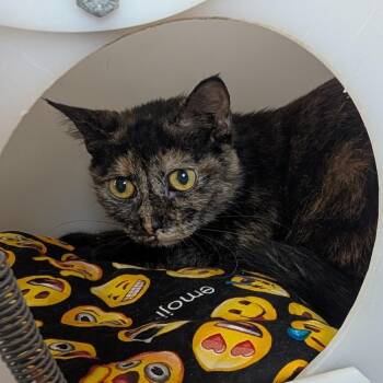 Domestic Long Hair Cats Available for Adoption in Jefferson City, Tennessee - Lilly | PetCurious