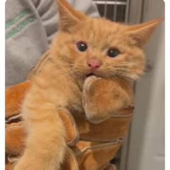 Domestic Short Hair Cats Available for Adoption in Rocky Mount, Virginia - Officer Pound Cake | PetCurious
