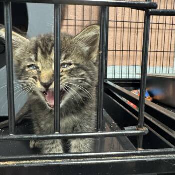 Strudle -  Domestic Short Hair Cat for Adoption in Columbus, North Carolina - Strudle | PetCurious