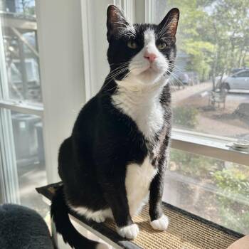 Tango -  Domestic Short Hair Cat for Adoption in East Hampton, New York - Tango | PetCurious