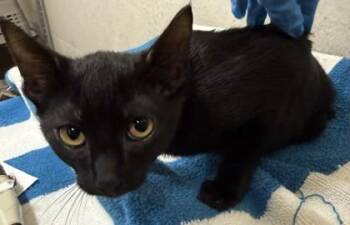 Ember -  Domestic Short Hair Cat for Adoption in Honolulu, Hawaii - Ember | PetCurious