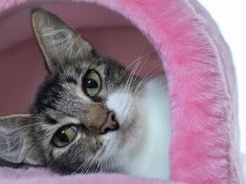LONDON -  Domestic Short Hair Cat for Adoption in Fort Lauderdale, Florida - LONDON | PetCurious
