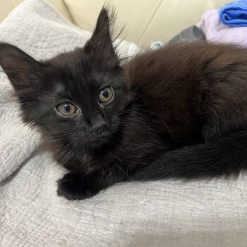 Chili -  Domestic Medium Hair Cat for Adoption in South Miami, Florida - Chili | PetCurious