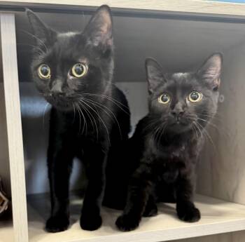 Domestic Short Hair Cats Available for Adoption in Fairfax Station, Virginia - Russel Stover And Ferrero Rocher | PetCurious