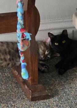 Holly bonded with Holland -  Domestic Short Hair Cat for Adoption in Macedonia, Ohio - Holly Bonded With Holland | PetCurious