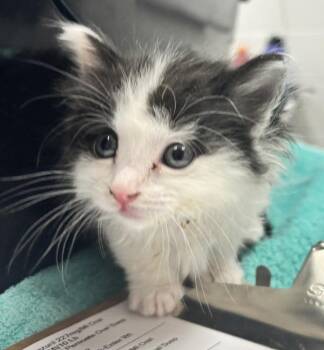 Dodger -  Domestic Medium Hair Cat for Adoption in Golden, Colorado - Dodger | PetCurious