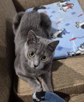 Domestic Short Hair Cats Available for Adoption - Sydney | PetCurious