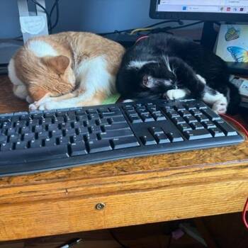 Domestic Short Hair Cats Available for Adoption in Chaska, Minnesota - Swings | PetCurious