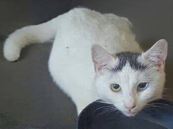 Ramen -  Domestic Short Hair Cat for Adoption in Gorham, Maine - Ramen | PetCurious
