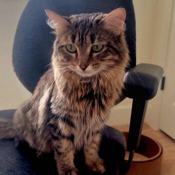 Domestic Long Hair Cats Available for Adoption in Grantsville, Utah - Artemis | PetCurious