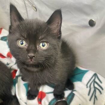 Domestic Short Hair Cats Available for Adoption in Riverwoods, Illinois - Comet | PetCurious