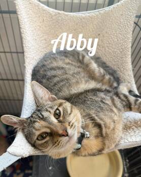 Rescue Domestic Short Hair Cats for Adoption in Manistee, Michigan - Abby | PetCurious