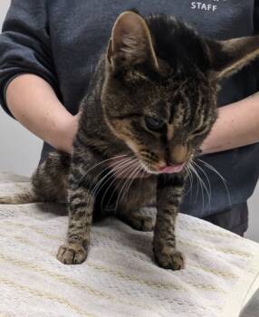 Rescue Domestic Short Hair Cats for Adoption in Cleveland, Ohio - Hazelnut Kiss | PetCurious