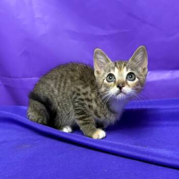 Gumby -  Domestic Short Hair Cat for Adoption in North Myrtle Beach, South Carolina - Gumby | PetCurious