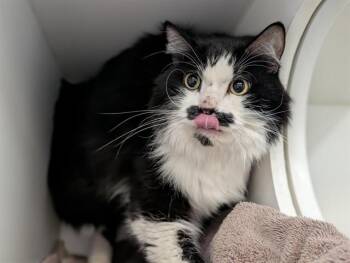 CHAPLIN -  Domestic Medium Hair Cat for Adoption in Camarillo, California - CHAPLIN | PetCurious