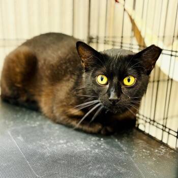 Midnite -  Domestic Short Hair Cat Available for Adoption in Lebanon, Missouri - Midnite | PetCurious