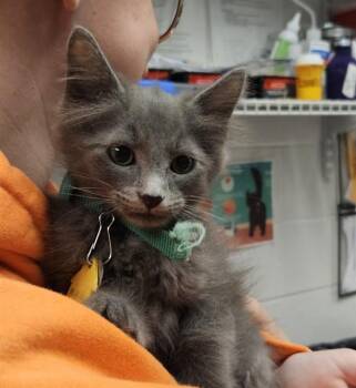 PICASSO -  Domestic Medium Hair Cat for Adoption in St. Louis, Missouri - PICASSO | PetCurious