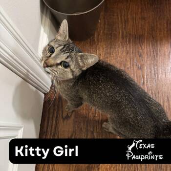 Rescue American Bobtail Cats for Adoption in Dallas, Texas - Kitty Girl | PetCurious
