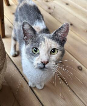 Katniss -  Domestic Short Hair Cat for Adoption in Port Washington, Wisconsin - Katniss | PetCurious
