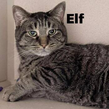 Domestic Short Hair Cats Available for Adoption - Elf 260130 | PetCurious