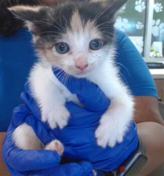 CLEMENTINE -  Domestic Short Hair Cat for Adoption in Louisville, Kentucky - CLEMENTINE | PetCurious