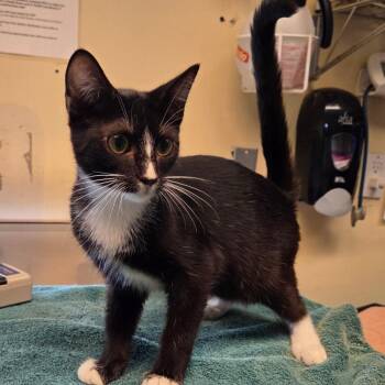 Coke Zero -  Domestic Short Hair Cat for Adoption in Pasadena, California - Coke Zero | PetCurious