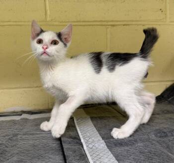 Printer Jam -  Domestic Medium Hair Cat for Adoption in Kingsland, Georgia - Printer Jam | PetCurious
