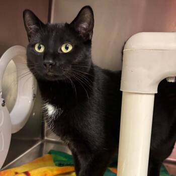 Domestic Short Hair Cats Available for Adoption - Tres | PetCurious