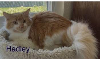 Hadley -  Maine Coon Cat for Adoption in Oakland Park, Florida - Hadley | PetCurious