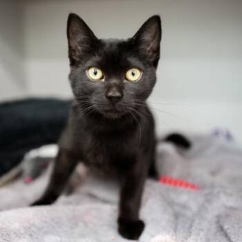 Snoops -  Domestic Short Hair Cat for Adoption in Atlanta, Georgia - Snoops | PetCurious