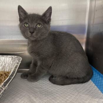 Empanadas (Tan) -  Domestic Short Hair Cat for Adoption in Greensboro, North Carolina - Empanadas (Tan) | PetCurious
