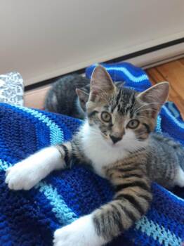 Compote -  Domestic Short Hair Cat for Adoption in Montreal, Quebec - Compote | PetCurious