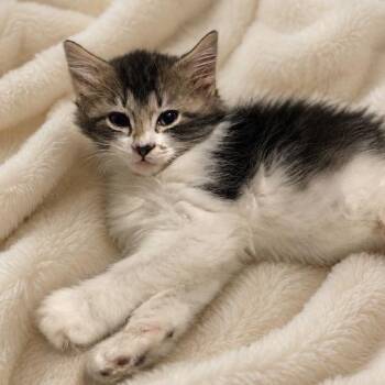 Oakley -  Tabby and Domestic Long Hair Cat for Adoption in Andover, Minnesota - Oakley | PetCurious